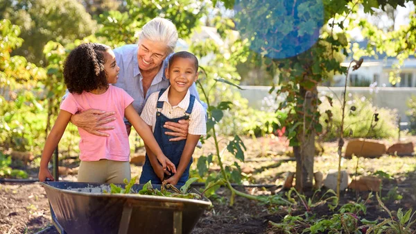 Wnuki Pomagające Babci Pracującej Ogrodzie Warzywnym Lub Przydziale Barrow Domu — Zdjęcie stockowe