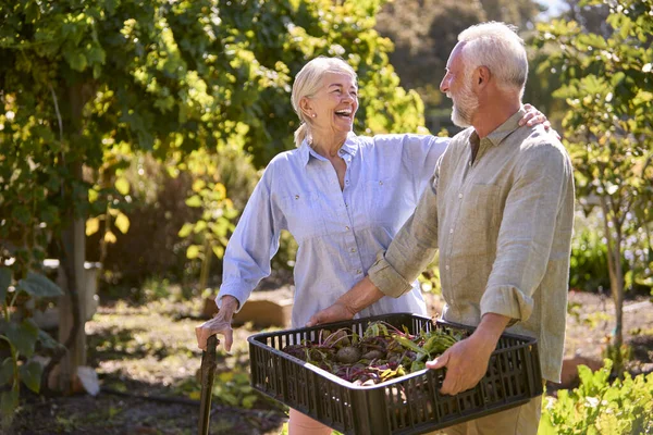 Retired Senior Couple Working Vegetable Garden Allotment Carrying Tray Beets — Stock Photo, Image