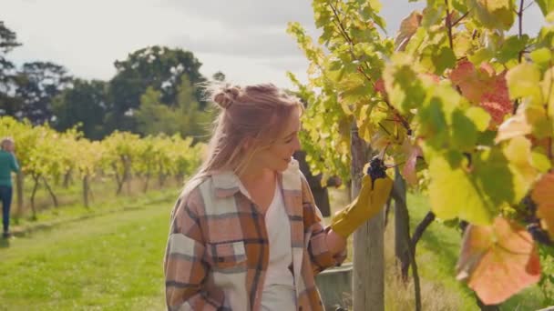 葡萄园检验质量和采摘葡萄酒生产中的女工人 慢镜头拍摄 — 图库视频影像