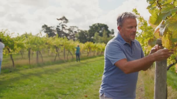 葡萄园的成熟男性主人在收获季节检查葡萄酒生产用葡萄的质量 慢镜头拍摄 — 图库视频影像
