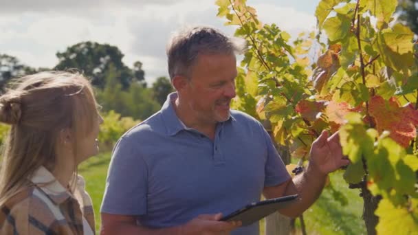収穫中に女性労働者とブドウをチェックするフィールドのデジタルタブレットとブドウ畑の成熟した男性の所有者 スローモーションで撮影 — ストック動画