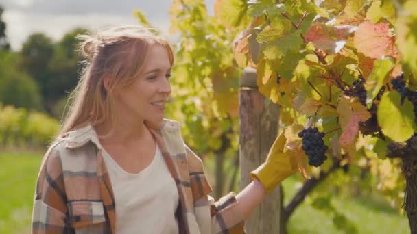葡萄园女工在收获季节检查葡萄酒生产用葡萄的质量 慢镜头拍摄 — 图库视频影像