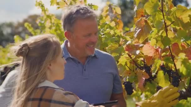 Pemilik Kebun Anggur Laki Laki Dewasa Dengan Tablet Digital Lapangan — Stok Video