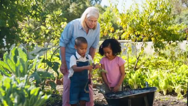 孙子孙女们帮助奶奶在蔬菜园里干活或摘甜菜 然后把甜菜放进手推车里 动作缓慢 — 图库视频影像