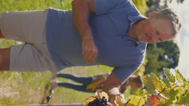 収穫中にワイン生産のためのブドウの品質をチェックするブドウ園の成熟した男性所有者の垂直ビデオ スローモーションで撮影 — ストック動画