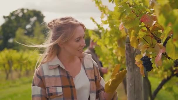 Üzüm Bağındaki Kadın Işçi Hasat Zamanı Şarap Üretimi Için Üzüm — Stok video