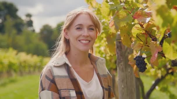葡萄园女工在收获季节检查葡萄酒生产用葡萄的质量 慢镜头拍摄 — 图库视频影像
