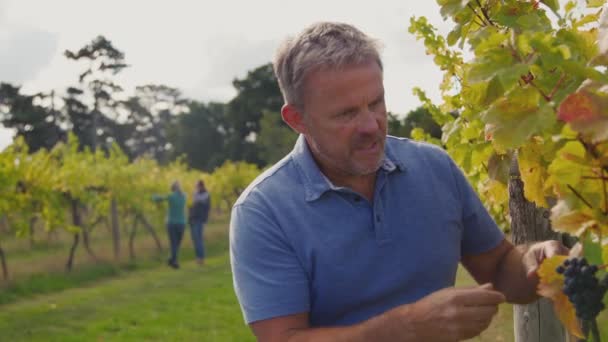 葡萄园的成熟男性主人在收获季节检查葡萄酒生产用葡萄的质量 慢镜头拍摄 — 图库视频影像