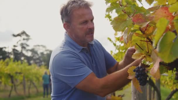 Volwassen Mannelijke Eigenaar Van Wijngaard Controleren Kwaliteit Van Druiven Voor — Stockvideo