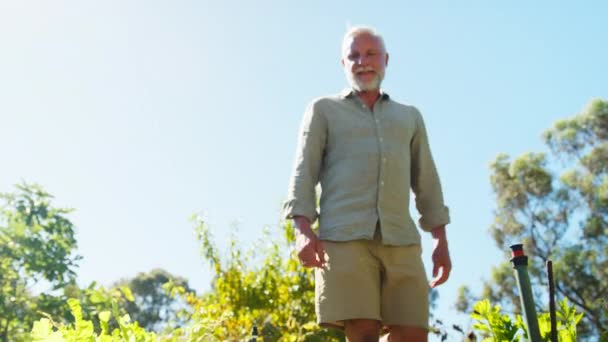 Zbliżenie Emerytowanego Starszego Mężczyzny Pracującego Ogrodzie Warzywnym Lub Przydziale Domu — Wideo stockowe