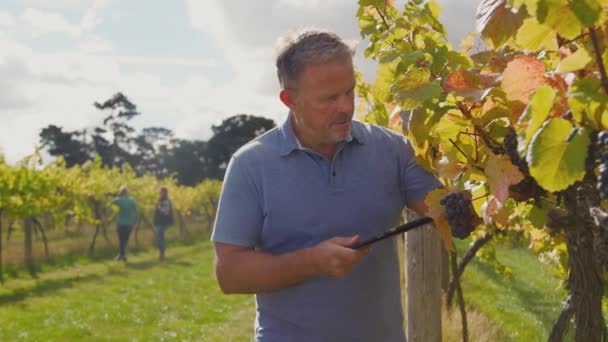 収穫中にワイン生産のためのブドウの品質をチェックするデジタルタブレットとブドウ畑の成熟した男性の所有者 スローモーションで撮影 — ストック動画