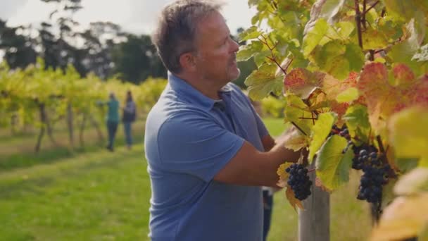 Dojrzały Męski Właściciel Winnicy Sprawdzający Jakość Winogron Produkcji Wina Podczas — Wideo stockowe