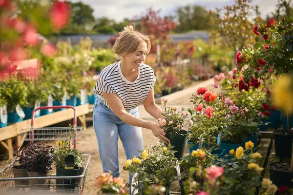 Woman Trolley Outdoors Garden Centre Choosing Plants Buying Rose — Stock Photo, Image