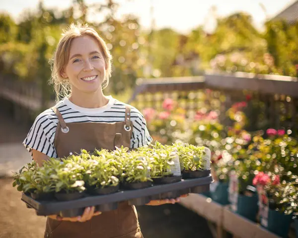 Bahçede Çalışan Bir Kadının Portresi Seedling Plants Tepsisi Taşıyor — Stok fotoğraf