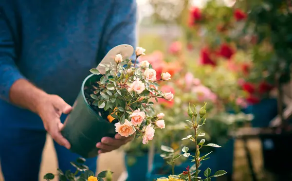 Zbliżenie Człowiek Zewnątrz Ogród Centrum Wybierając Rośliny Kupując Rose — Zdjęcie stockowe