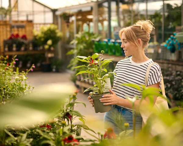 Bahçe Merkezindeki Kadın Kırmızı Echinacea Bitkisini Seçiyor Satın Alıyor — Stok fotoğraf