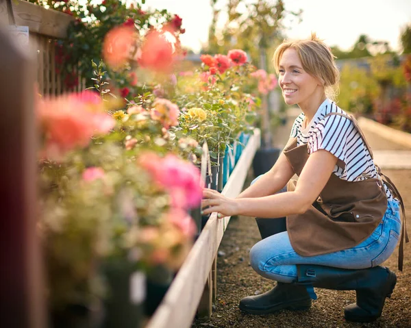 Frau Arbeitet Freien Gartencenter Und Überprüft Rosenpflanzen — Stockfoto