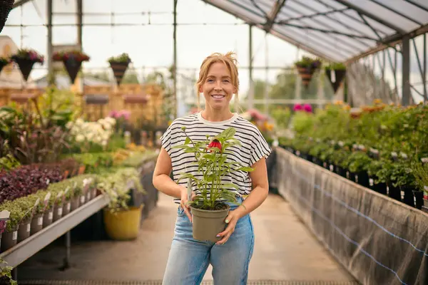 Portrait Woman Greenhouse Garden Centre Choosing Buying Red Echinacea Plant — Stock Photo, Image