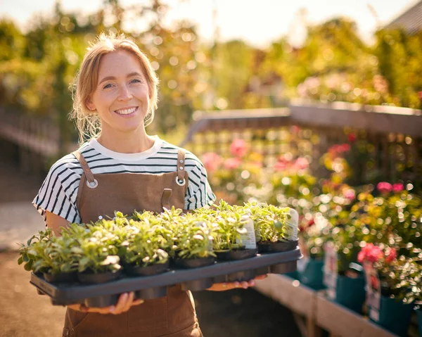 Portrait Woman Working Outdoors Garden Centre Carrying Tray Seedling Plants — Stock Photo, Image