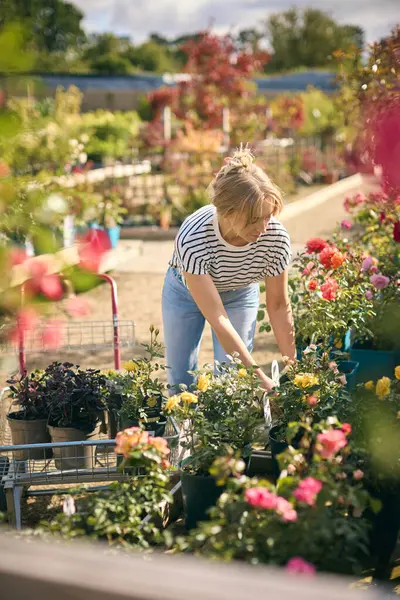 Женщина Тележкой Открытом Воздухе Садовом Центре Выбирает Растения Покупает Розу — стоковое фото