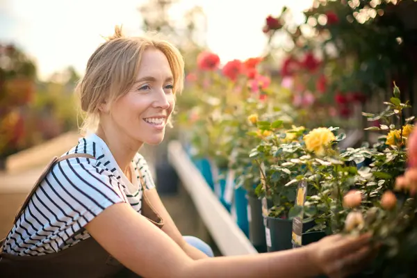Vrouw Werkt Buiten Het Tuincentrum Controleren Rose Plants — Stockfoto