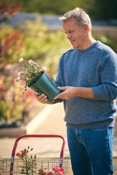 Зрелый Человек Тележкой Открытом Воздухе Садовом Центре Выбирает Растения Покупает — стоковое фото