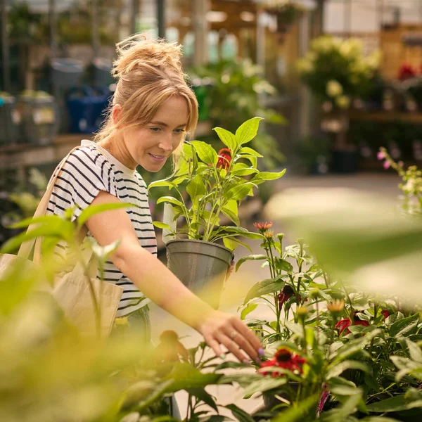 Vrouw Kas Tuincentrum Kiezen Kopen Van Rode Echinacea Plant — Stockfoto