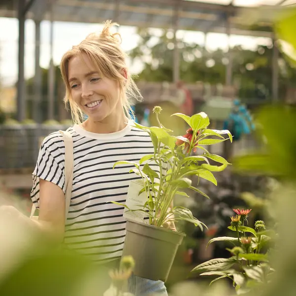 Vrouw Kas Tuincentrum Kiezen Kopen Van Rode Echinacea Plant — Stockfoto