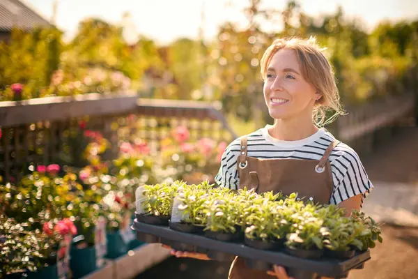 Bahçe Merkezinde Çalışan Bir Kadın Bir Tepsi Tohumlama Bitkisi Taşıyor — Stok fotoğraf