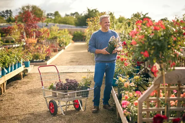 Dojrzały Mężczyzna Wózkiem Zewnątrz Centrum Ogrodu Wybierając Rośliny Kupując Rose — Zdjęcie stockowe