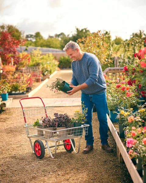 Reifer Mann Mit Einkaufswagen Freien Gartencenter Wählt Pflanzen Und Kauft — Stockfoto