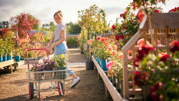 Woman Trolley Outdoors Garden Centre Choosing Plants Buying Rose — Stock Photo, Image