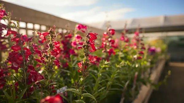 ガーデンセンターでアウトドアを栽培するカラフルな植物と花の閉鎖 — ストック写真