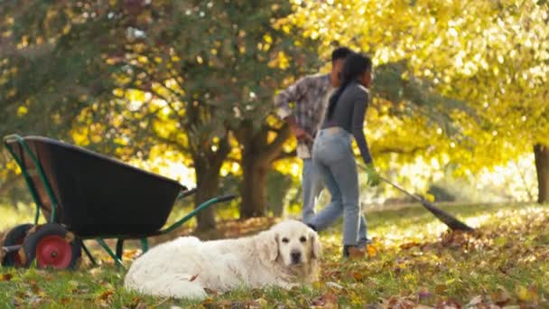 Para Pracująca Jesiennym Ogrodzie Domu Zamiatająca Spadające Liście Taczkę Zwierzakiem — Wideo stockowe
