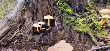 Mantarlarla kaplı bir orman ağacı kütüğü. Mantarlı kütük. Stump yosunla kaplı. Güzel kütüğün üzerinde büyüyen mantarlar var. Kesilmiş bir ağacın yakın plan çekimi bir orman zeminine karşı.