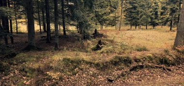 Vahşi doğa ormanı. Yeşil orman manzarası, doğal manzara. Bereketli yeşil orman, doğal çam, kozalaklı orman manzarası. Yatay fotoğraf