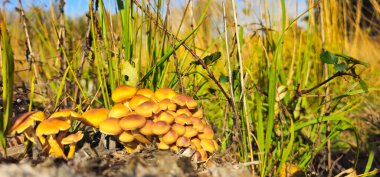 Yellow mushrooms on stump. Lots of yellow mushrooms on a tree stump. Bright sun shining on mushrooms in forest with green grass in background. View straight ahead, horizontal photo. clipart