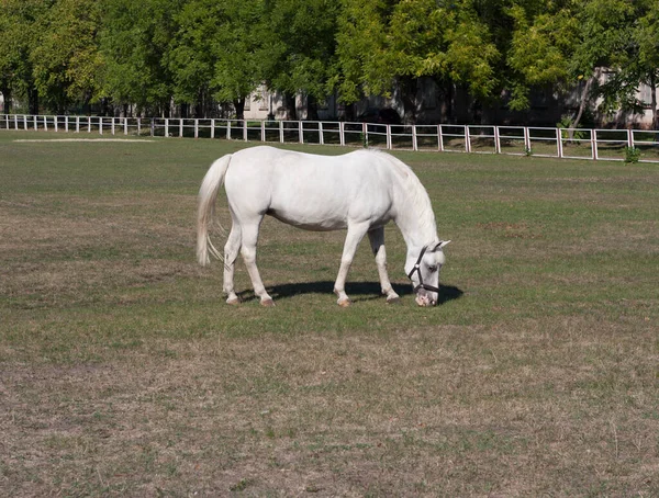 Beautiful White Horse Photo — Stock Photo, Image