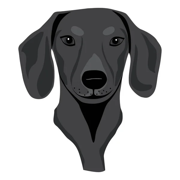 Dackelhund Welpe Isoliert Vektor Illustration — Stockvektor
