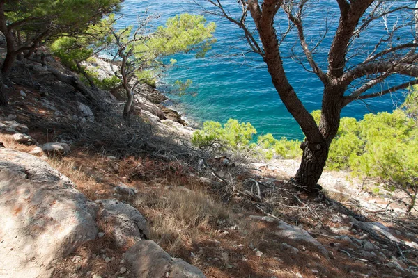 Blue Sea Pine Trees Growing Rock Photo — Stock Photo, Image