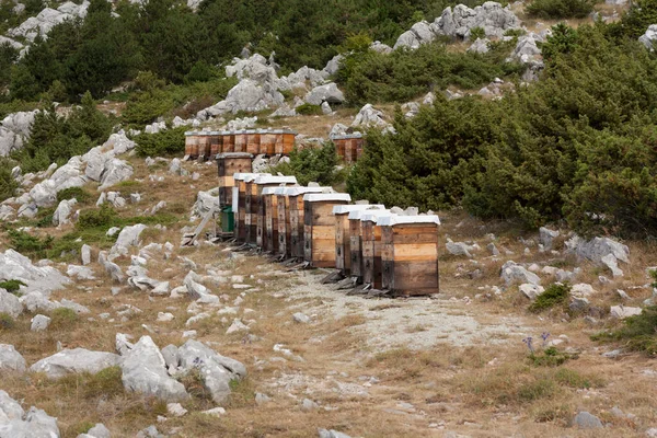 Stock image Bee Hives in wood in Hilly Landscape photo