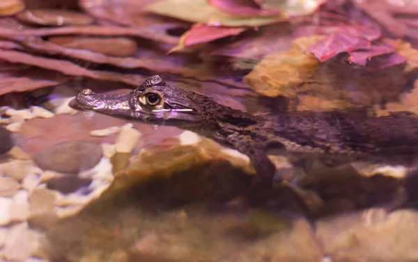 stock image Little crocodile eyes in the water photo