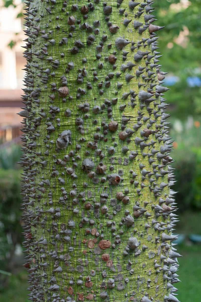 熱帯林のツリーサンドボックスツリーのチョリシアSpeciosa木の樹皮の幹 緑の棘が近くに見える Hura Crepitansの写真 — ストック写真