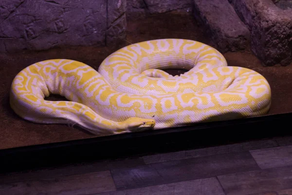 動物園の黄金のPython巨大な黄金のBoaヘビの写真 — ストック写真