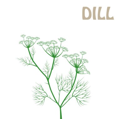 Dereotunun vektör doğrusal çizimleri, sülfür kökü çizimi, rezene