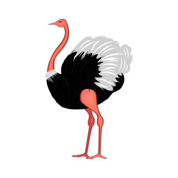 Struisvogel Uitgevoerd Vectorillustratie Geïsoleerd Witte Achtergrond — Stockvector