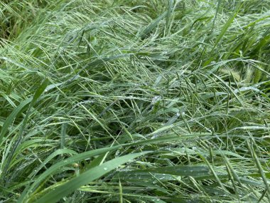 Islak Çimenin Doğal Dokuları