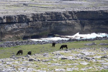 Inishmore, İrlanda 'nın batı kıyısındaki Aran Adaları' nda.