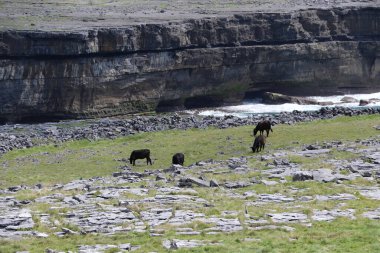 Inishmore, İrlanda 'nın batı kıyısındaki Aran Adaları' nda.