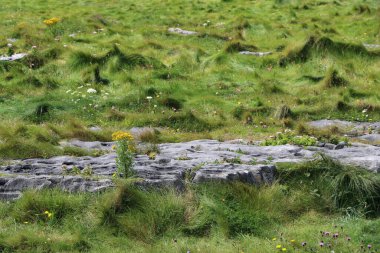 Inishmore, İrlanda 'nın batı kıyısındaki Aran Adaları' nda.
